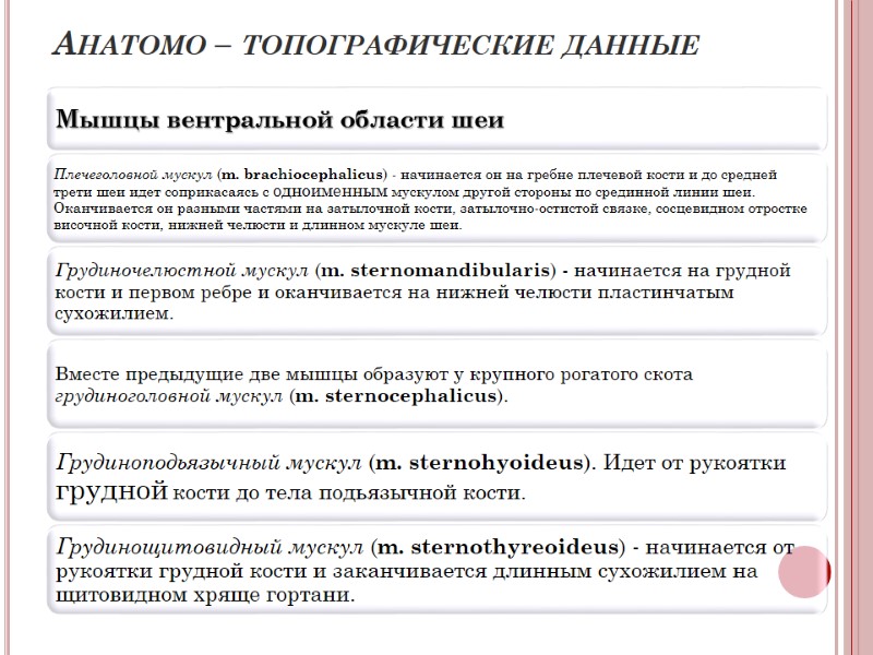 Анатомо – топографические данные